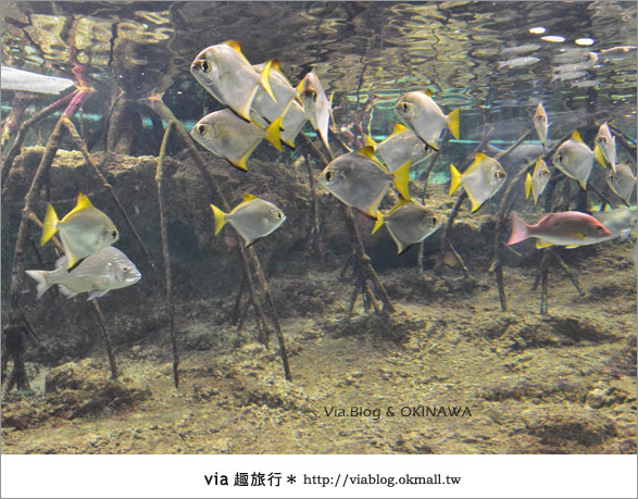 【沖繩景點】美麗海水族館～帶你欣賞美麗又浪漫的海底世界！15
