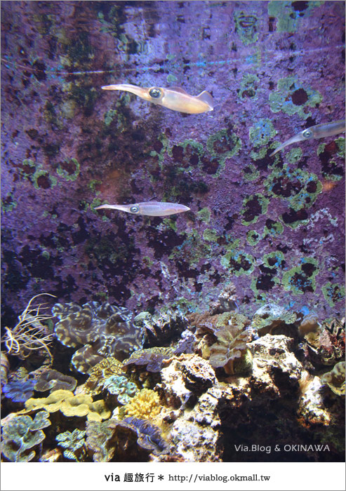 【沖繩景點】美麗海水族館～帶你欣賞美麗又浪漫的海底世界！17