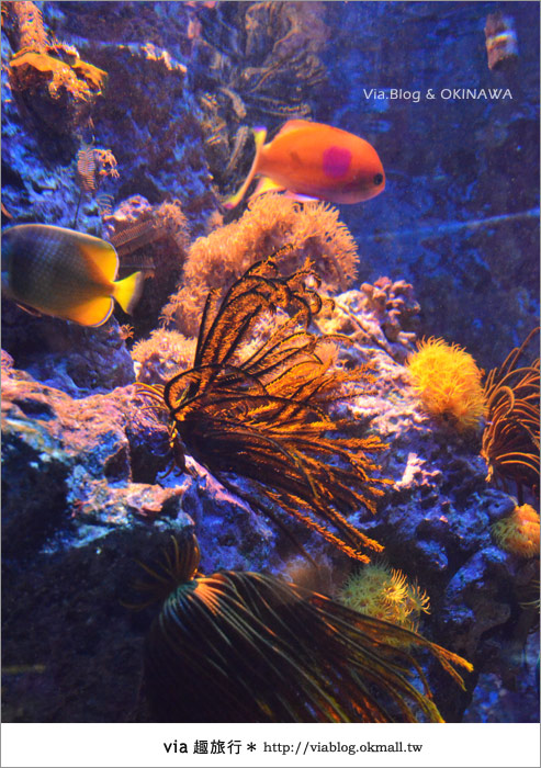【沖繩景點】美麗海水族館～帶你欣賞美麗又浪漫的海底世界！19