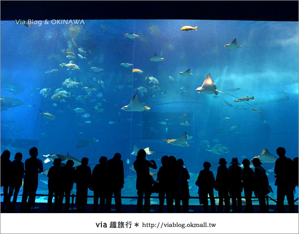 【沖繩景點】美麗海水族館～帶你欣賞美麗又浪漫的海底世界！21