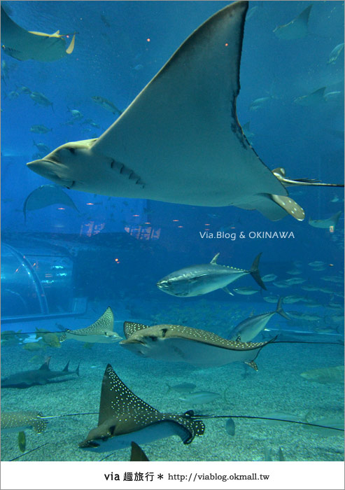 【沖繩景點】美麗海水族館～帶你欣賞美麗又浪漫的海底世界！27