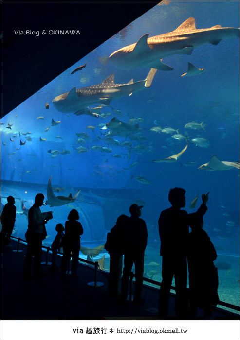 【沖繩景點】美麗海水族館～帶你欣賞美麗又浪漫的海底世界！22