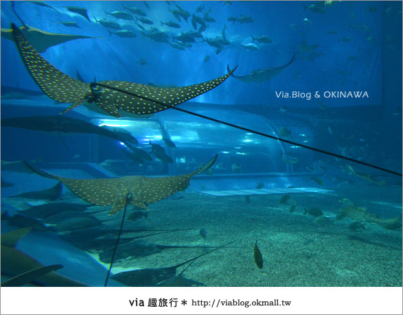 【沖繩景點】美麗海水族館～帶你欣賞美麗又浪漫的海底世界！28