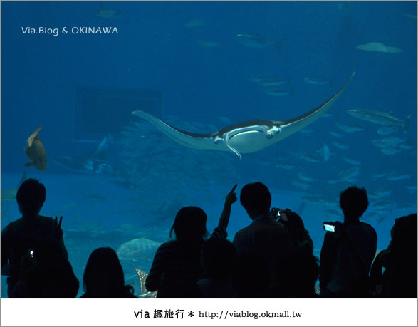 【沖繩景點】美麗海水族館～帶你欣賞美麗又浪漫的海底世界！29