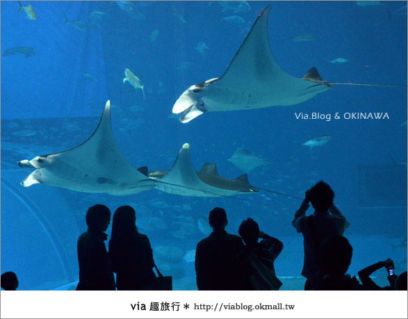 【沖繩景點】美麗海水族館～帶你欣賞美麗又浪漫的海底世界！30