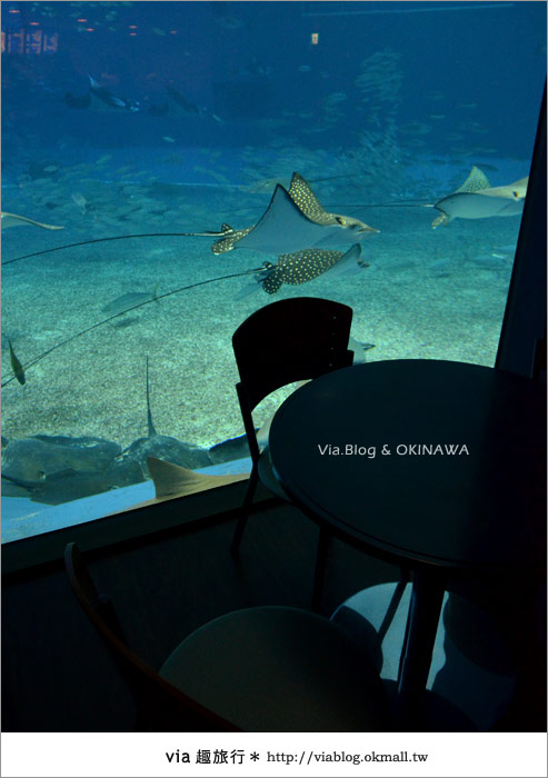 【沖繩景點】美麗海水族館～帶你欣賞美麗又浪漫的海底世界！37