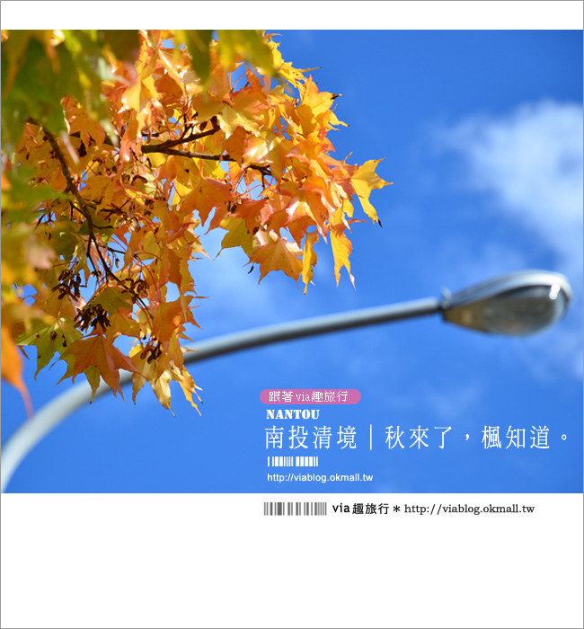 【清境遊記】清境楓葉初紅～via今年秋天的第一抹楓紅！