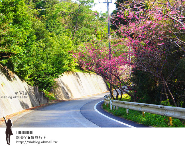 【沖繩櫻花】全日本最早的櫻花～沖繩賞櫻名所「八重岳櫻之森公園」