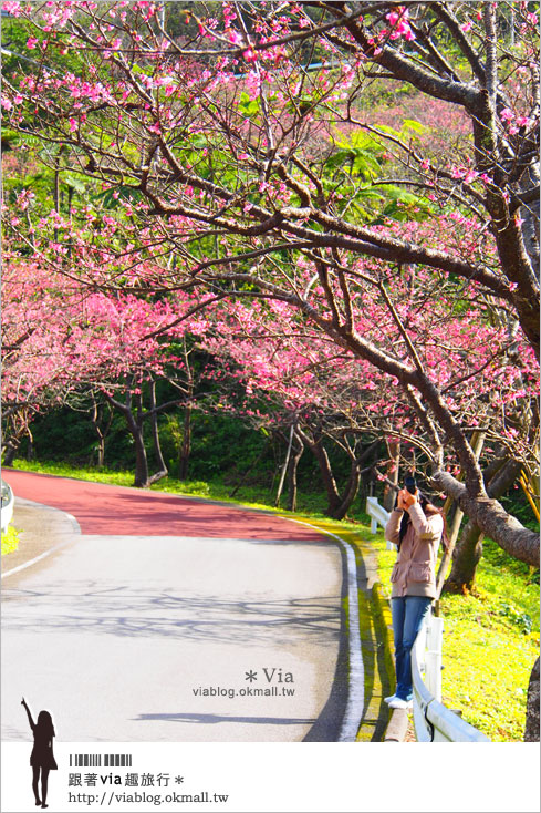 【沖繩櫻花】全日本最早的櫻花～沖繩賞櫻名所「八重岳櫻之森公園」