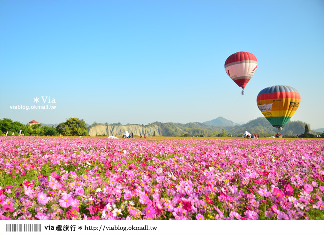 【台南走馬瀨熱氣球】台南冬季熱氣球嘉年華會2013～花海加熱氣球，美翻了！